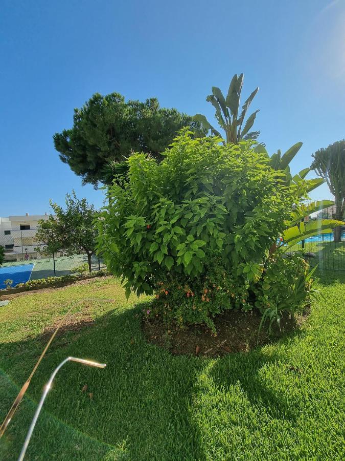Kai Alde * Estepona