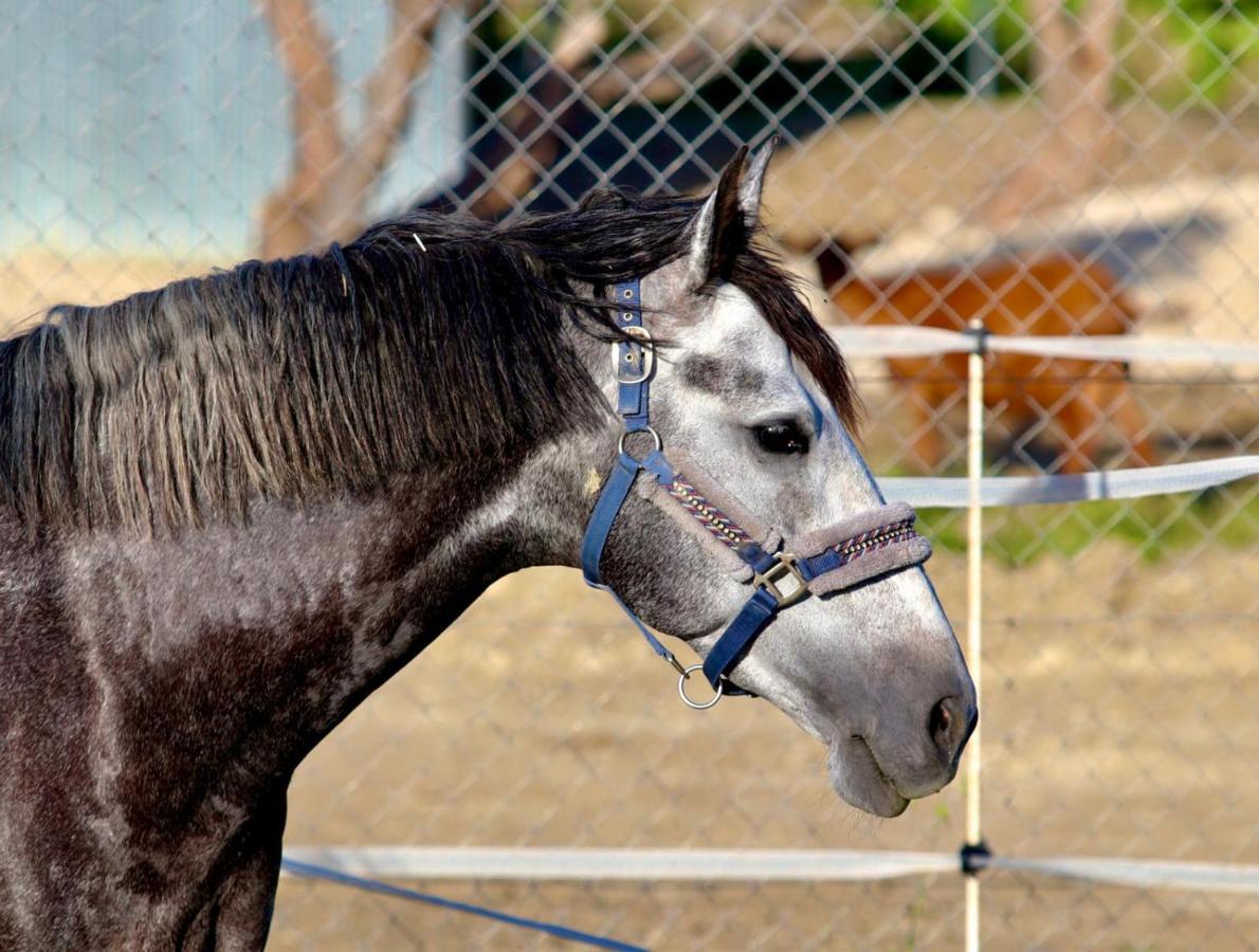 Bed & Breakfast Les Chevaux De Coeur Estepona