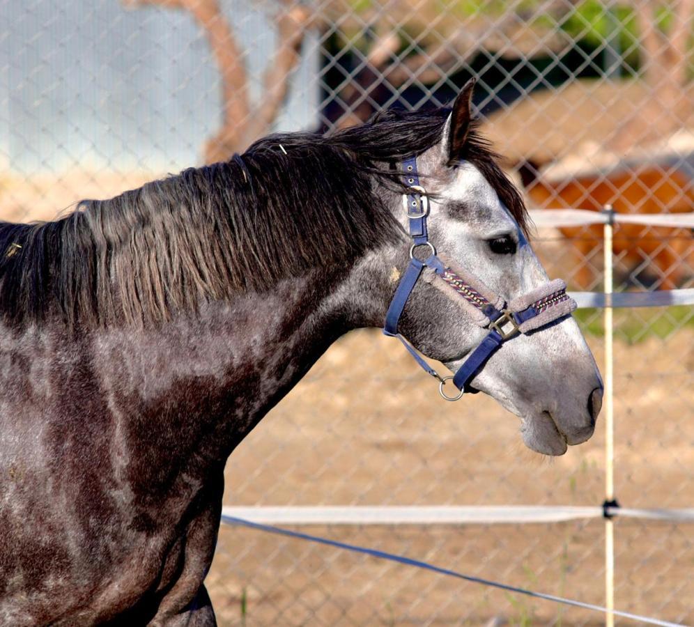 Les Chevaux De Coeur Estepona