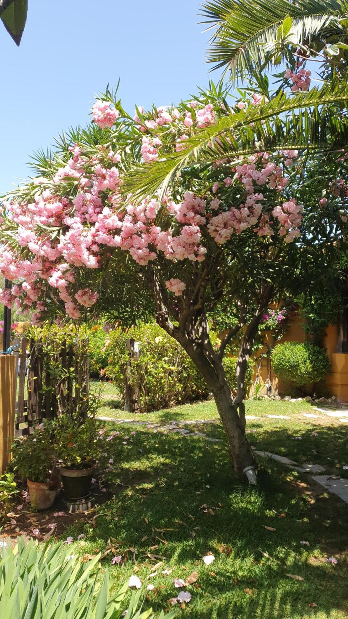 Hotel Family Hotel Al- Ana Marbella