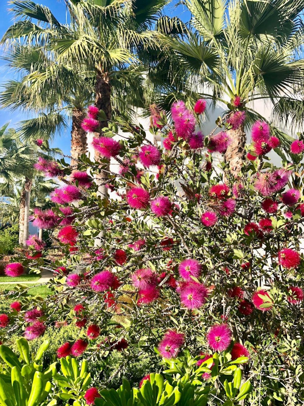 Alcazaba Lagoon, Estepona