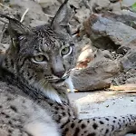 Hotel Selwo Lodge - Animal Park Tickets Included