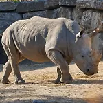 Hotel Selwo Lodge - Animal Park Tickets Included