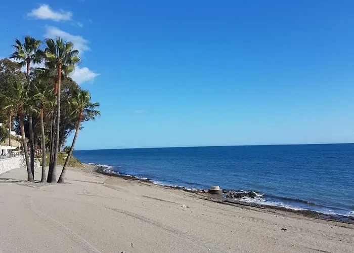 Orchid Of Estepona