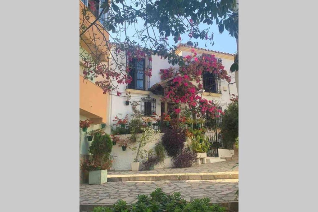 Palmeras Puerto Paraiso Estepona