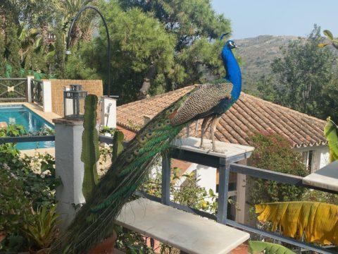 Country house Casa Simba Estepona
