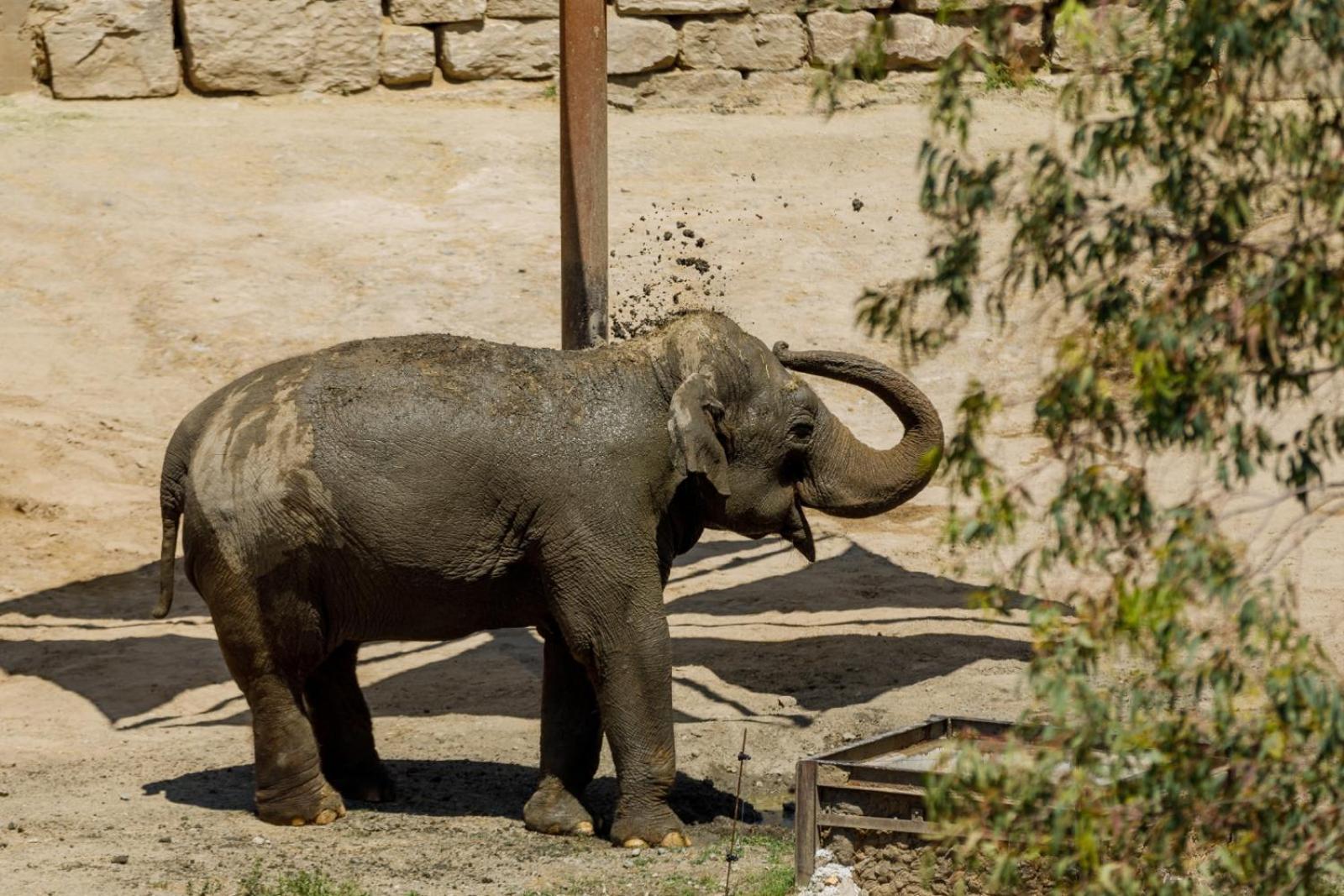Hotel Selwo - Animal Park Tickets Included Estepona