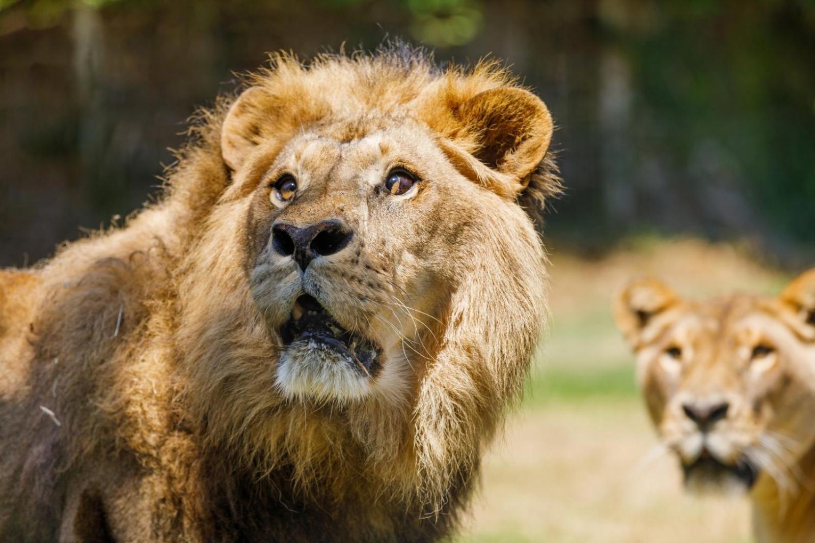 Selwo - Animal Park Tickets Included 3* Estepona