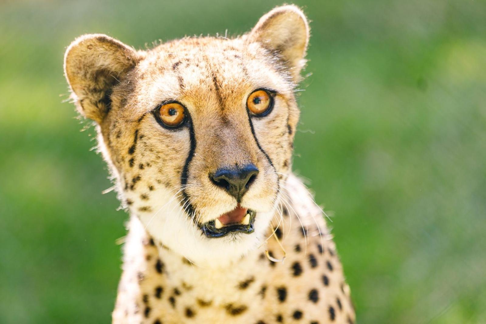 Hotel Selwo - Animal Park Tickets Included Estepona