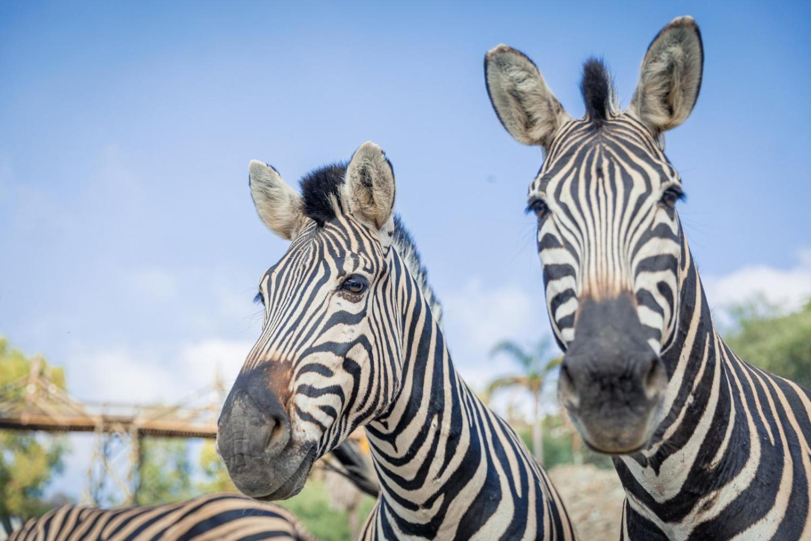 Selwo - Animal Park Tickets Included 3* Estepona