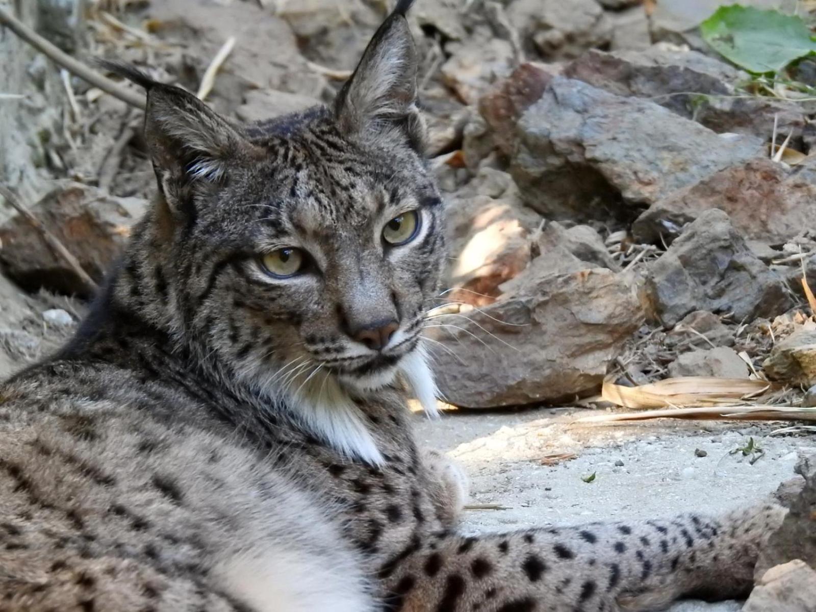 Selwo - Animal Park Tickets Included Estepona