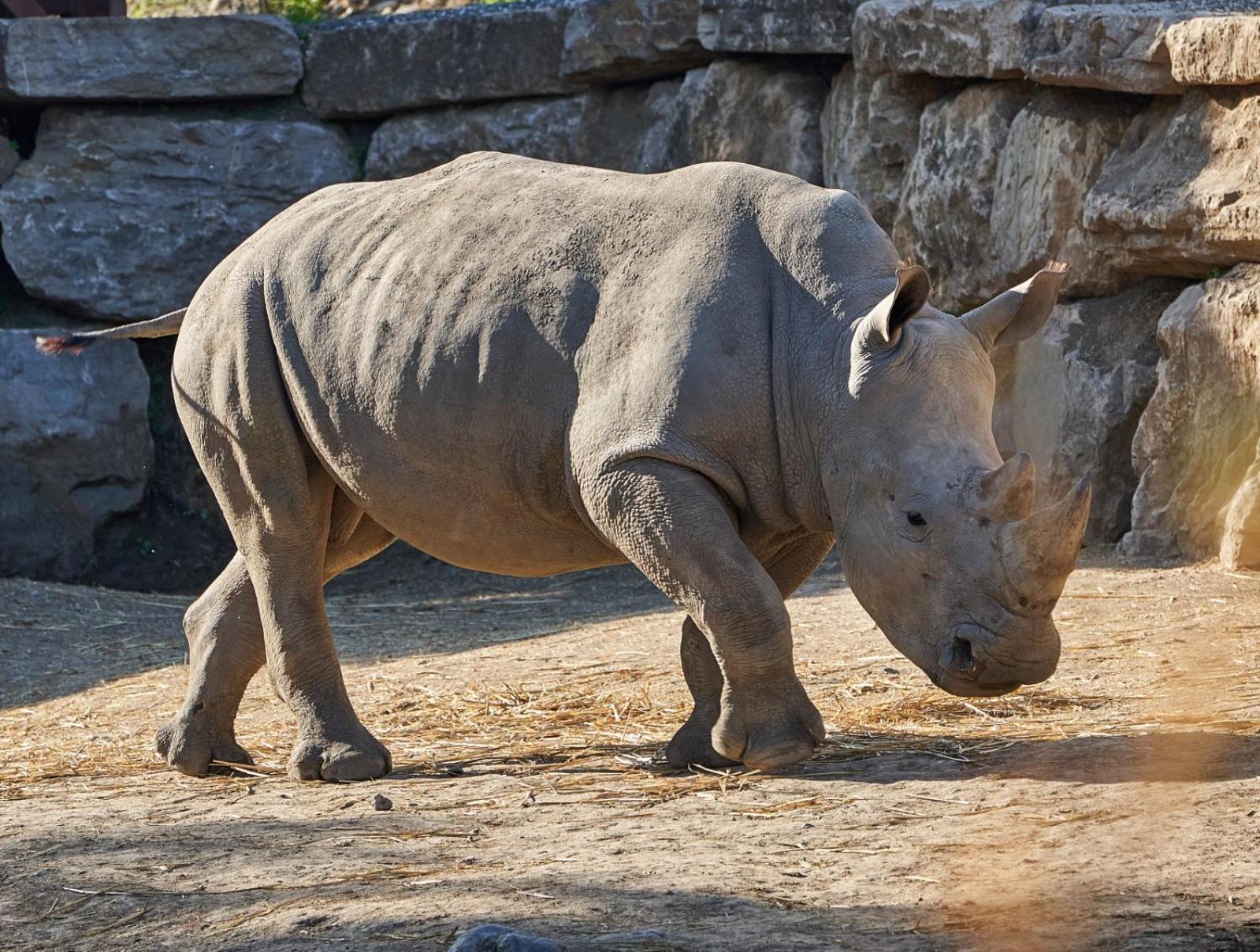 Hotel Selwo - Animal Park Tickets Included