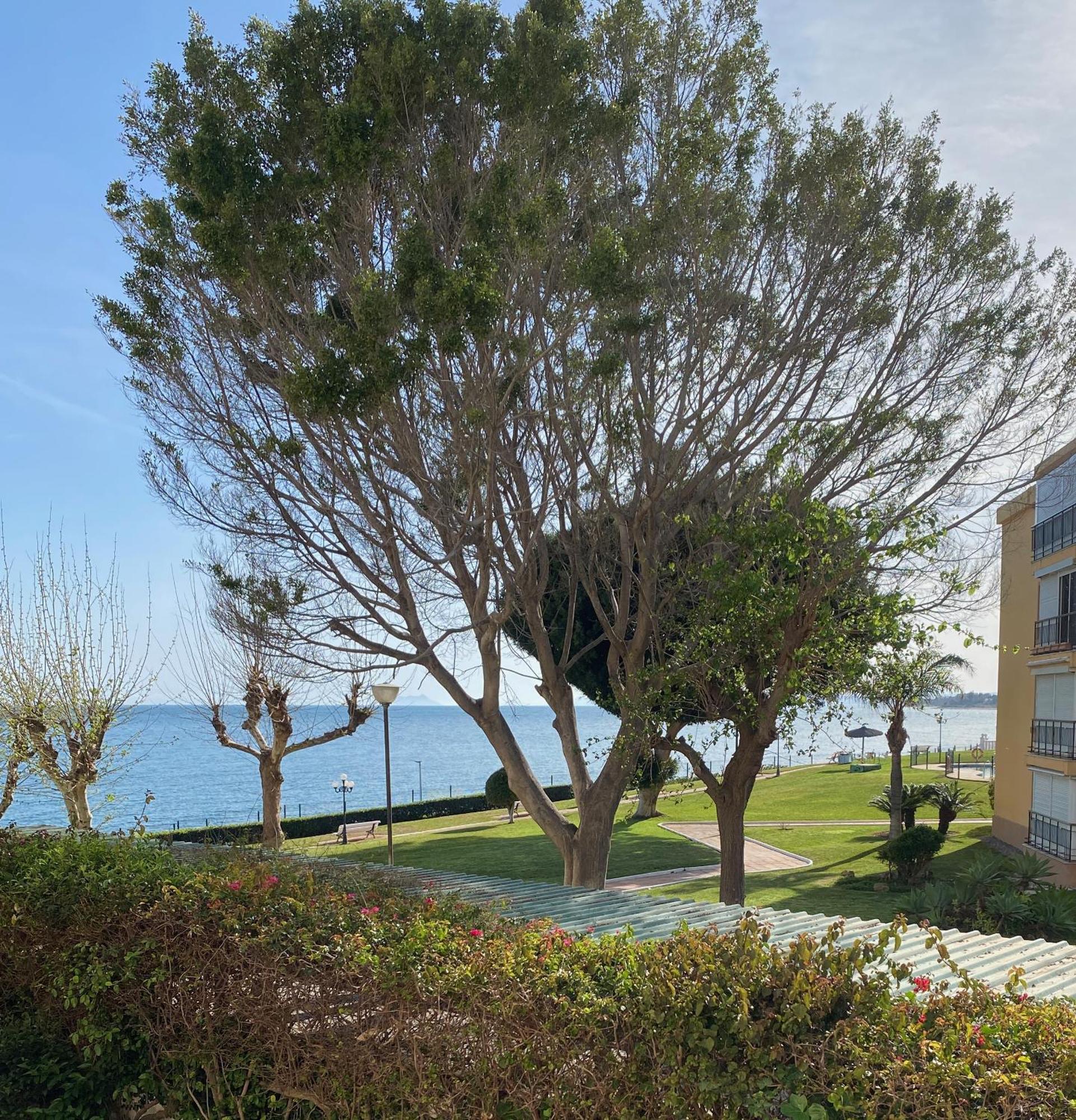 Apartment Palm Breeze Beachfront *