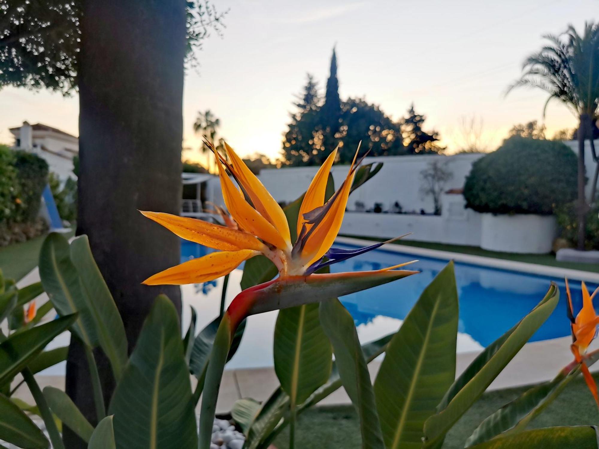 Villa Atalaya: Luxury Marbella Retreat Near Golf And *