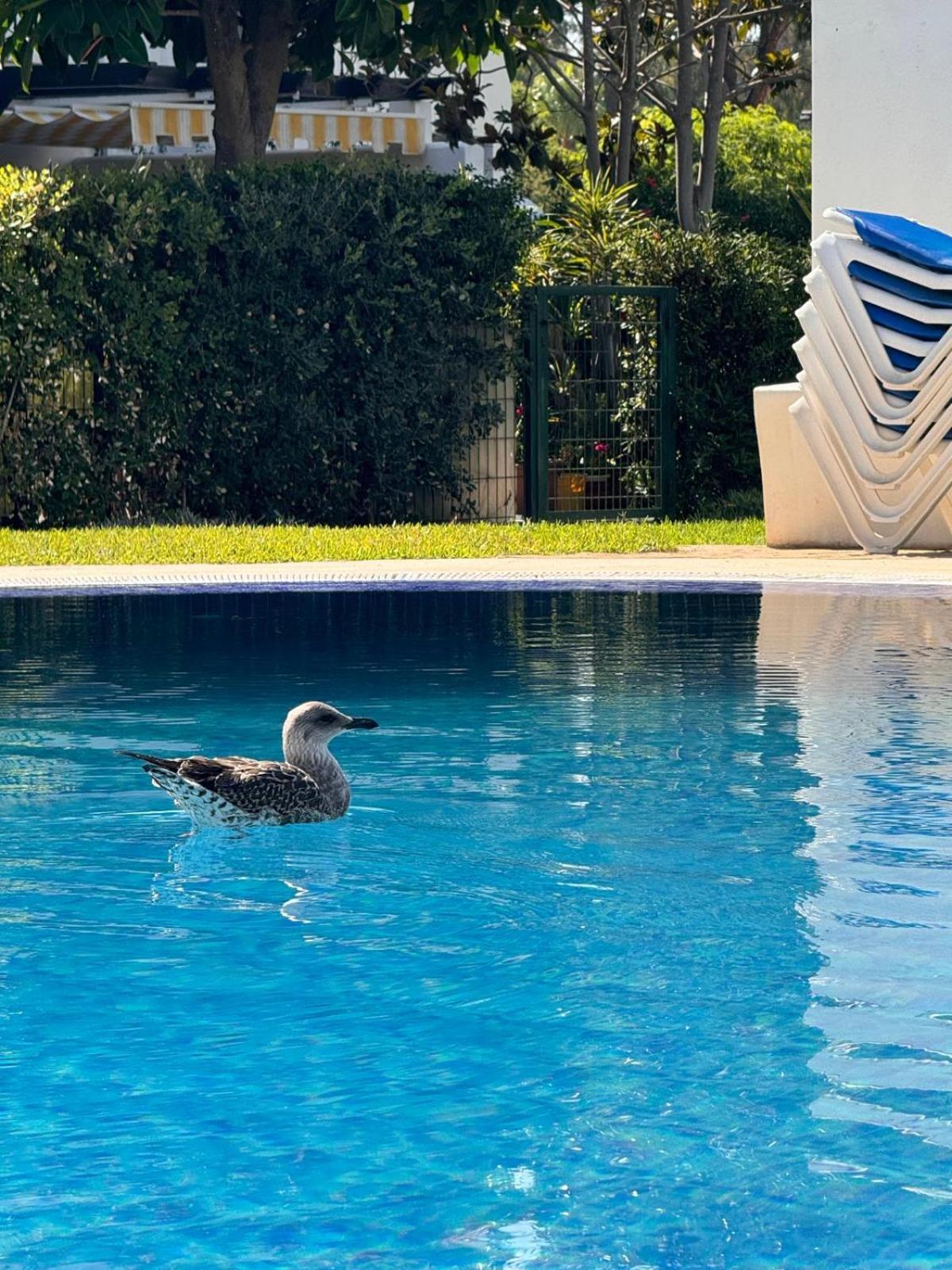 Bohemian Chic Famille Et 5 Piscines