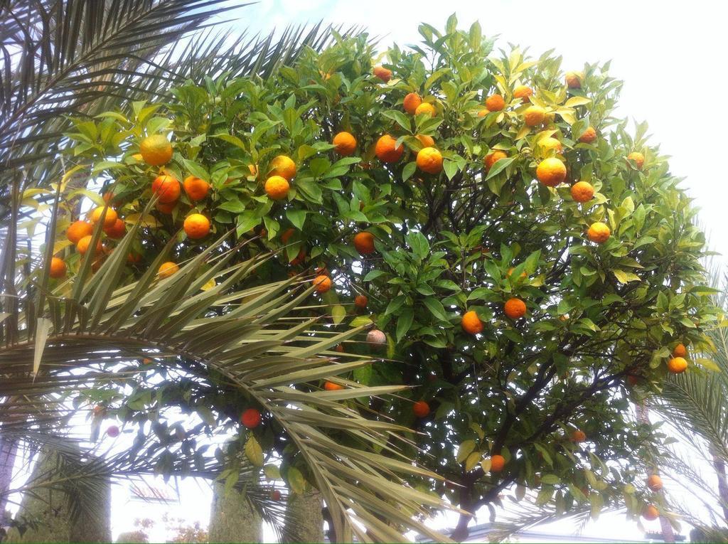 Dominion Estepona