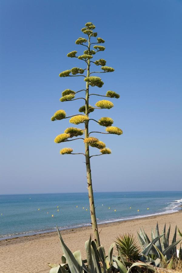 Appt 401-3-bed-heaven Beach-paseo-all Year Heated Pool-free Bikes Estepona