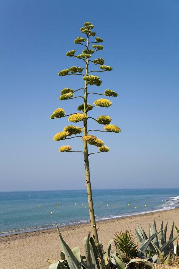 102 Guadalmansa Playa, Heaven Apartamento *